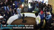 Las peleas de gallos son una polémica tradición en Bolivia