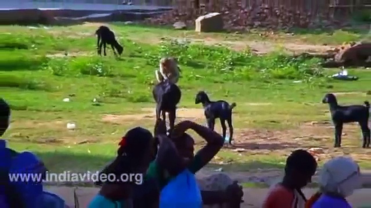 Macaco sacaneando cabras