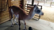 Un lama qui adore se faire souffler dessus !