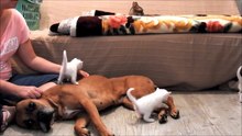 Cette chienne risque sa vie pour sauver une chatte et ses petits !