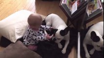 Pit bull with baby playing Full HD new 2016