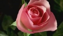 EUFLORIE