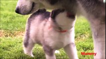 Cool dog playing on grass Full HD new 2016