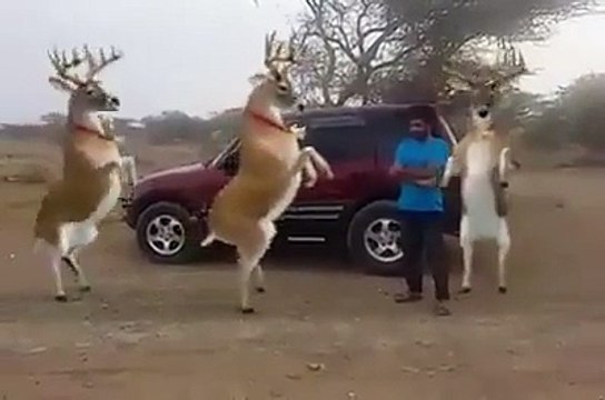 Crazy Reindeers