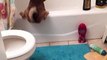 Ce chien galère pour grimper dans la baignoire.. Prudent ? LOL