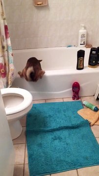Ce chien galère pour grimper dans la baignoire.. Prudent ? LOL