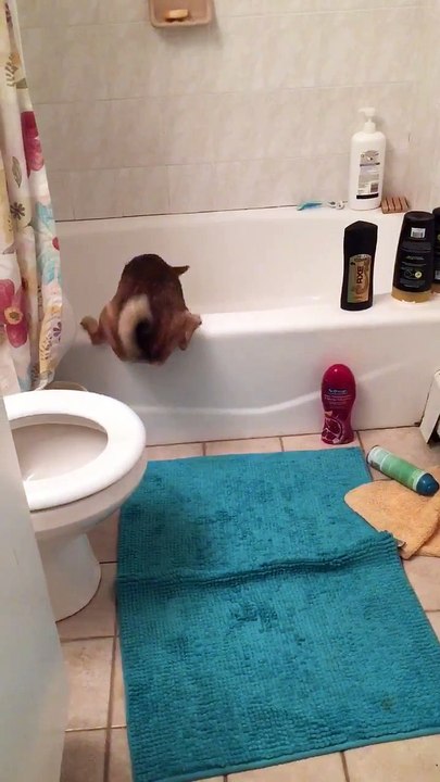 Ce chien galère pour grimper dans la baignoire.. Prudent ? LOL