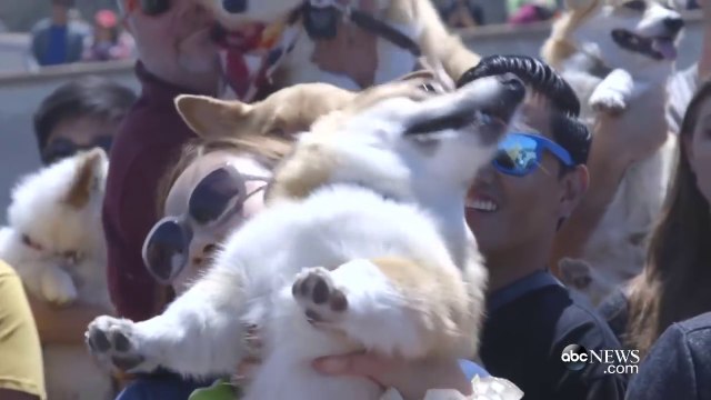 Réunion de 800 chiens Corgi et leurs maîtres gaga aussi !