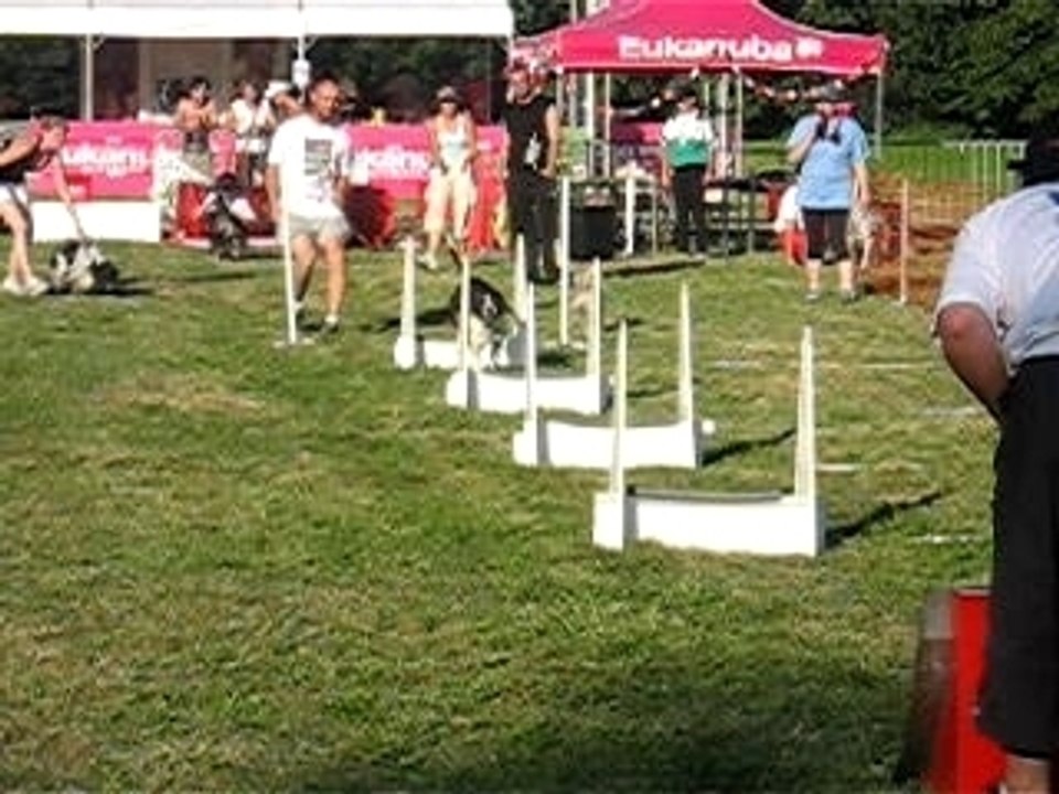Flyball
