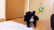 バーニーズマウンテンドッグ子犬7/25生れ｜子犬販売Smile-1スマイルわん｜関東・神奈川県ブリーダー