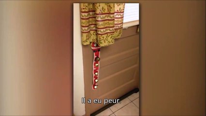 Un écureuil frappe à la porte pour demander des cacahuètes