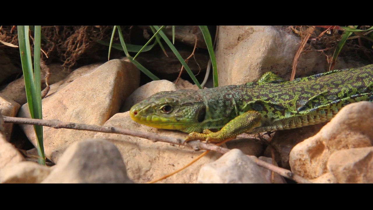Maillon Littoral Audois : Concilier aménagement du territoire et respect de la biodiversité - BRL