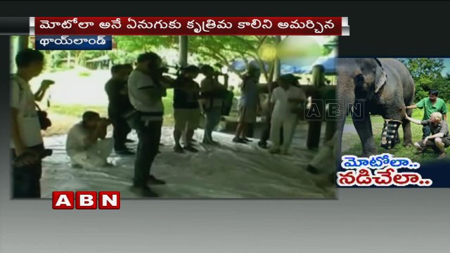 Elephants Mosha and Motola given prosthetic legs after landmine injuries (01-07-2016)