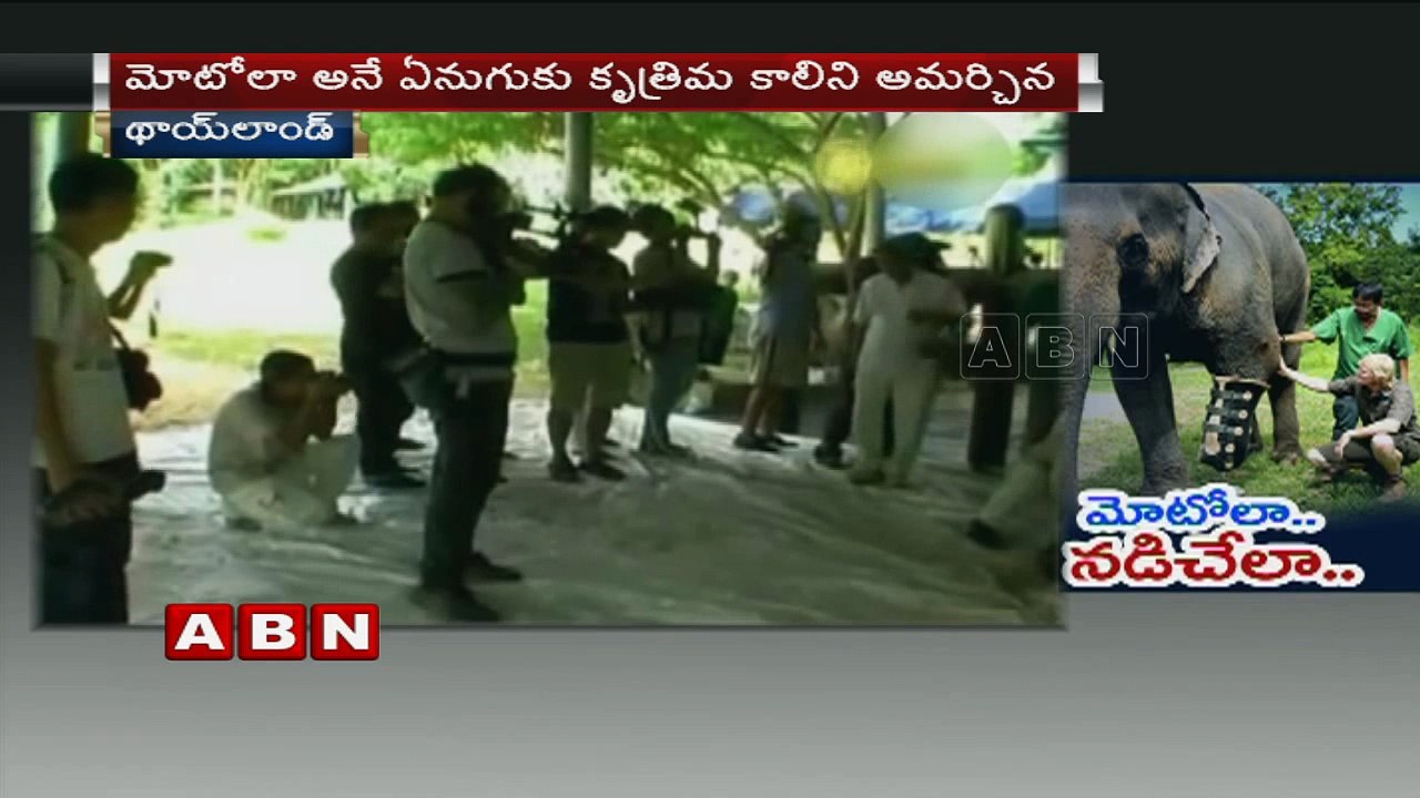 Elephants Mosha and Motola given prosthetic legs after landmine injuries (01-07-2016)