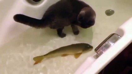 Кот с рыбой в ванной !
