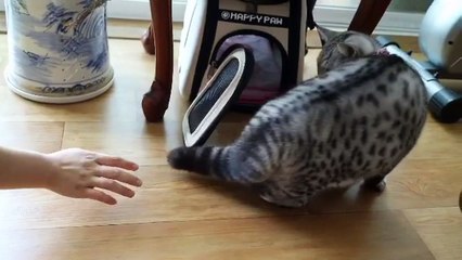 Красавчик оцикет