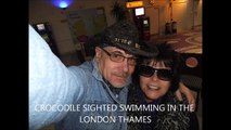 ♥♥ CROCODILE Seen SWIMMING In The RIVER THAMES LONDON  2016 ♥♥