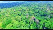 Ceiba Tops Canopy Walkway - Amazon Rainforest, Peru South America from Above: drone phantom 3 jungle