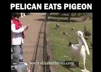 funny video-pelican eating pigeon-must watch-amazing video-top funny