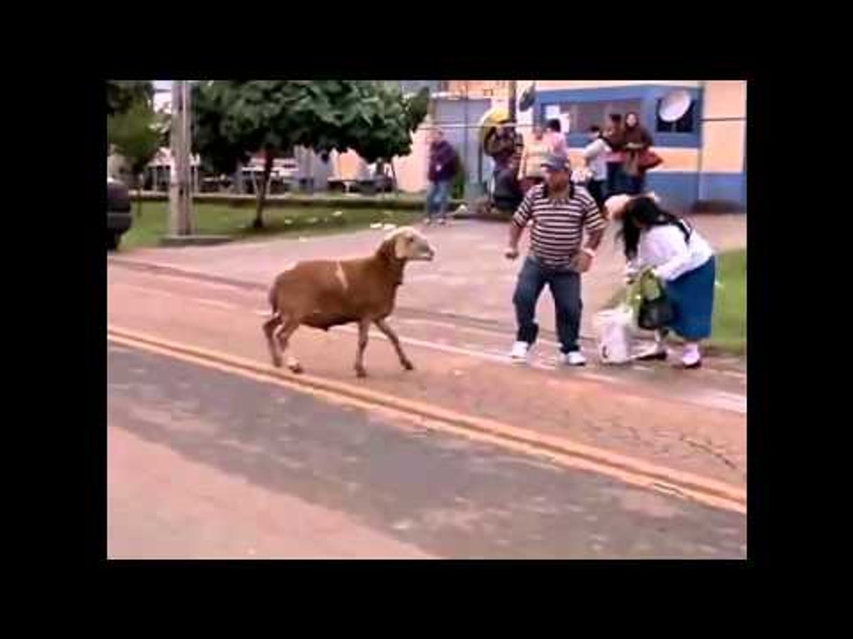 Asa Ceva Nu Ai Mai Vazut(capra nebuna)