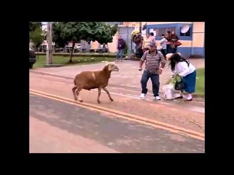 Asa Ceva Nu Ai Mai Vazut(capra nebuna)