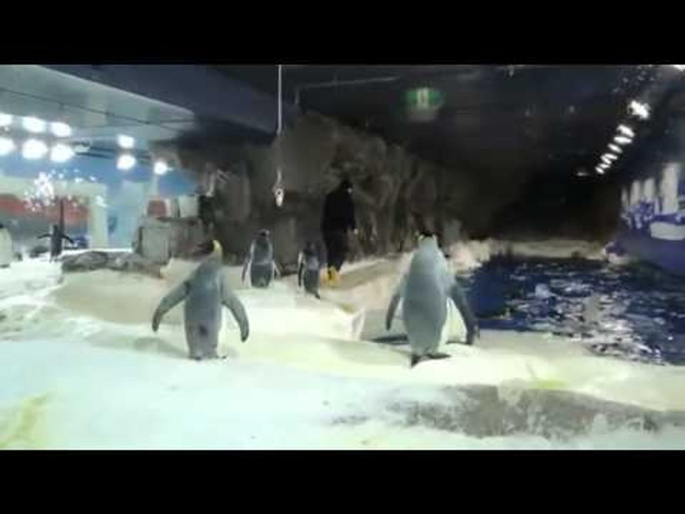 Cei mai Haiosi Pinguini