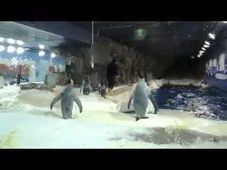 Cei mai Haiosi Pinguini