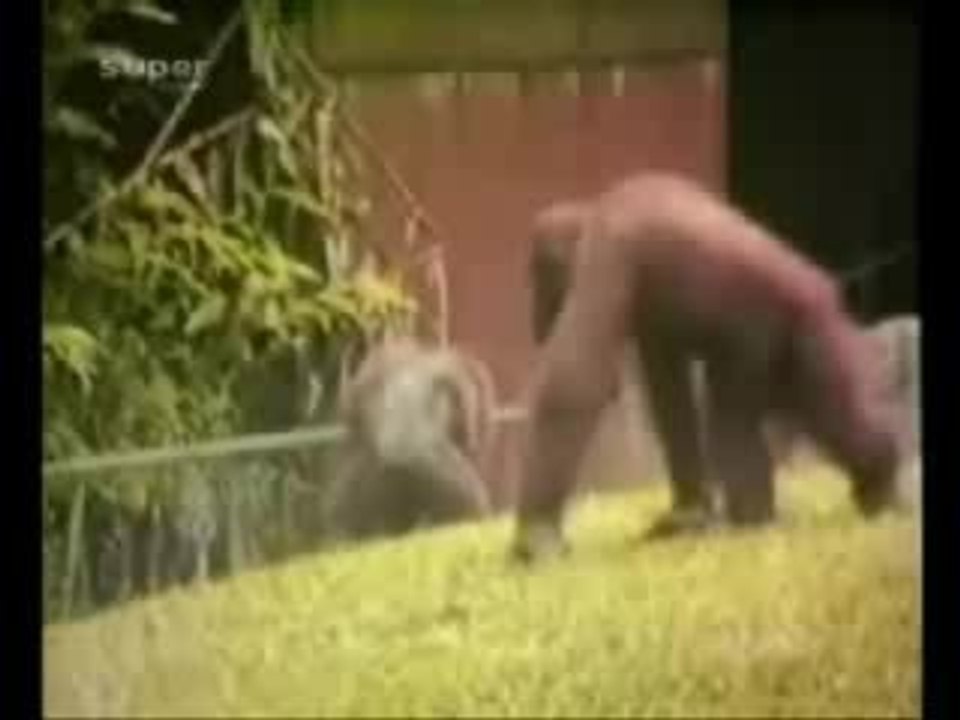 funny animals