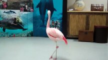 (Hilarious) Andean flamingo mating dance | NATURE | Andes: The Dragons Back