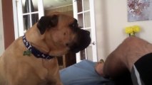 Cute Bullmastiff has to be LIFTED onto the bed, wont stop talking until he is!