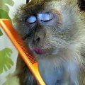 monkey funny  MONKEYS  Funny Monkey Videos [Funny Pets  A Funny Monkeys Compilation 2015 new latest 