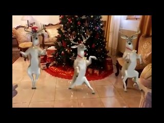 Video Lucu Hewan - Rusa Goyang Patah Patah Ala Duo Serigala - Funny Video