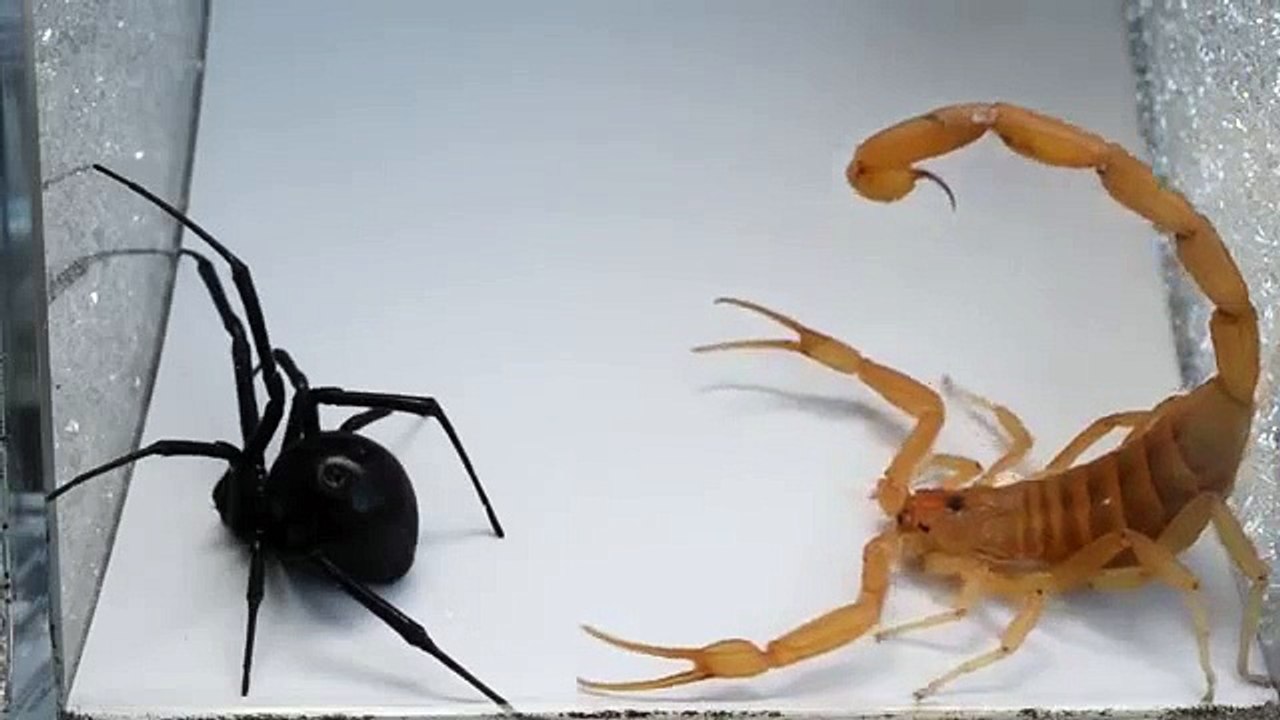 Combat entre un Scorpion et une Araignée !