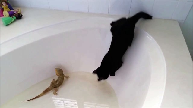 Ce chat tombe dans la baignoire par curiosité et devient fou !