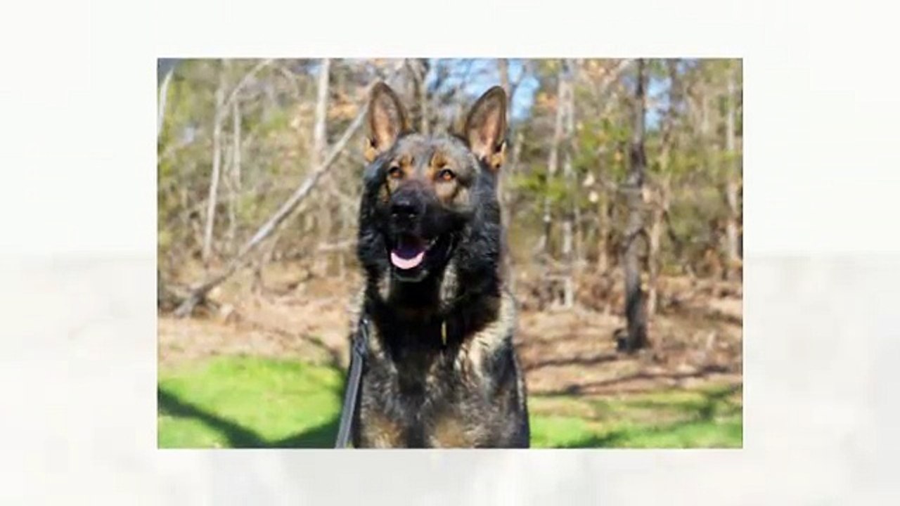 Executive Protection Dogs