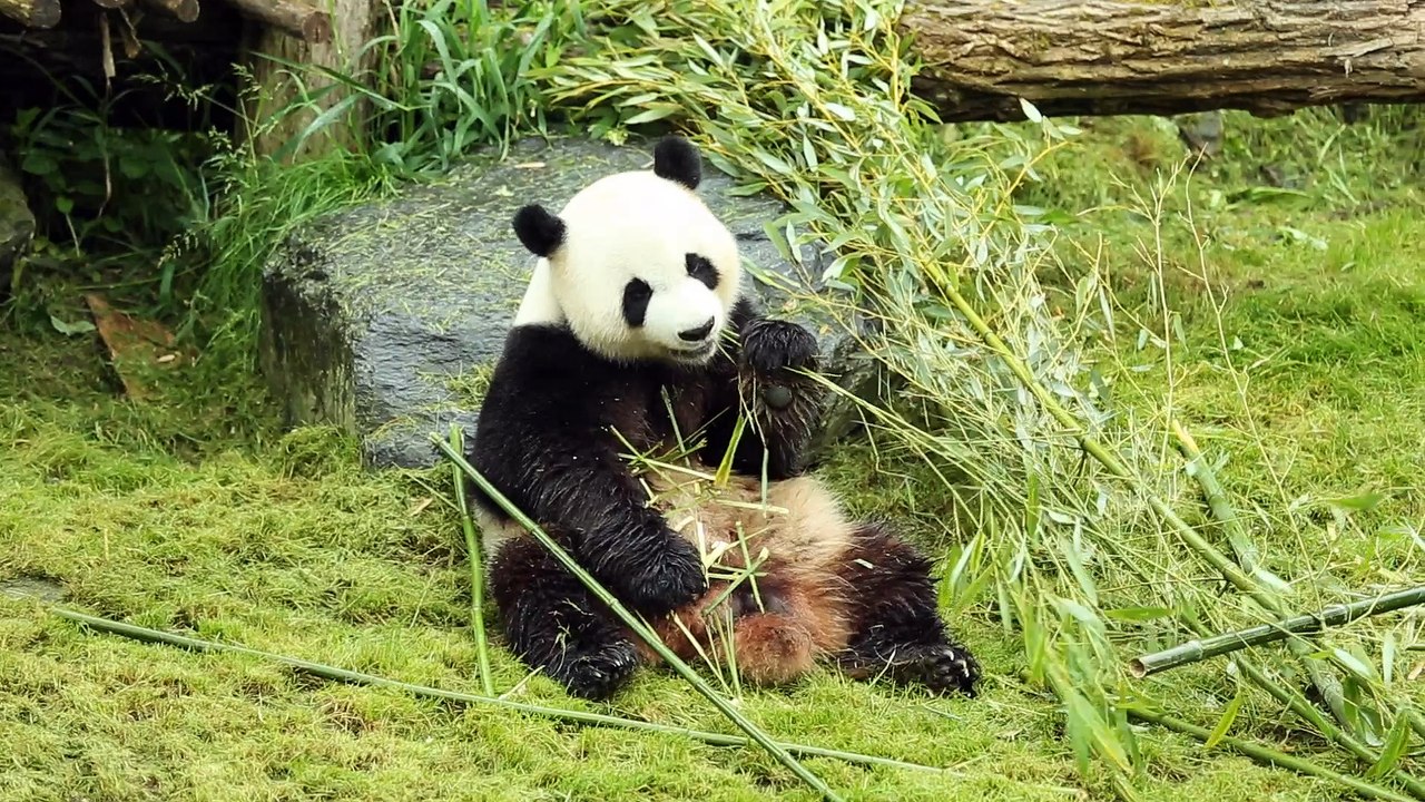 Papa Panda à Pairi Daiza.