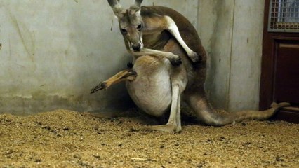 Maman kangourou et son bébé à Pairi Daiza.