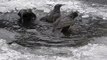25 slow motion seconds of birds bathing in a cold puddle