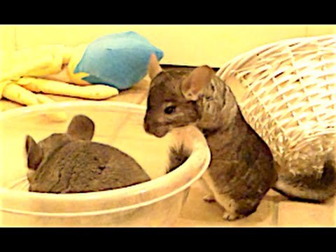 Super Cute Chinchillas Have Playtime Fun