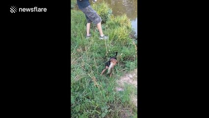 Dog steals fishing owner's catch