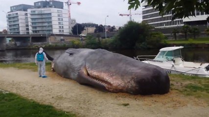 Un cachalot échoué en plein centre de Rennes fait réagir la Toile ! (VIDEO)