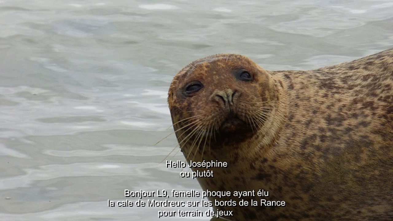 L9 ou Joséphine à la marée montante