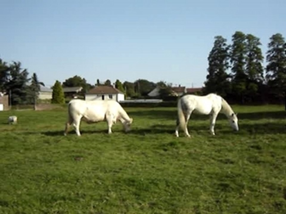 KARIOSO été 2007-1