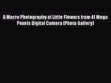 Download A Macro Photography of Little Flowers from 41 Mega Pexels Digital Camera (Photo Gallery)