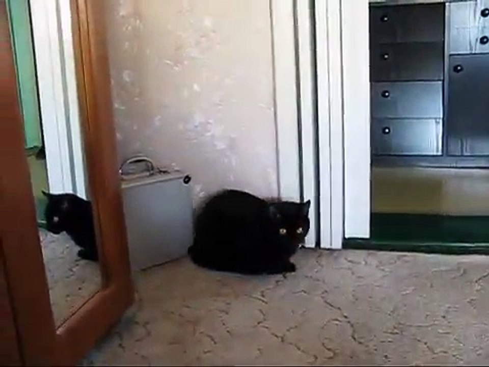 kot puszek 2