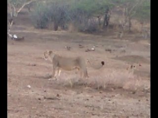 Lion in Lemon Farm in Amreli
