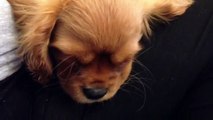 20 week old Cavalier King Charles spaniel puppy snoring!!