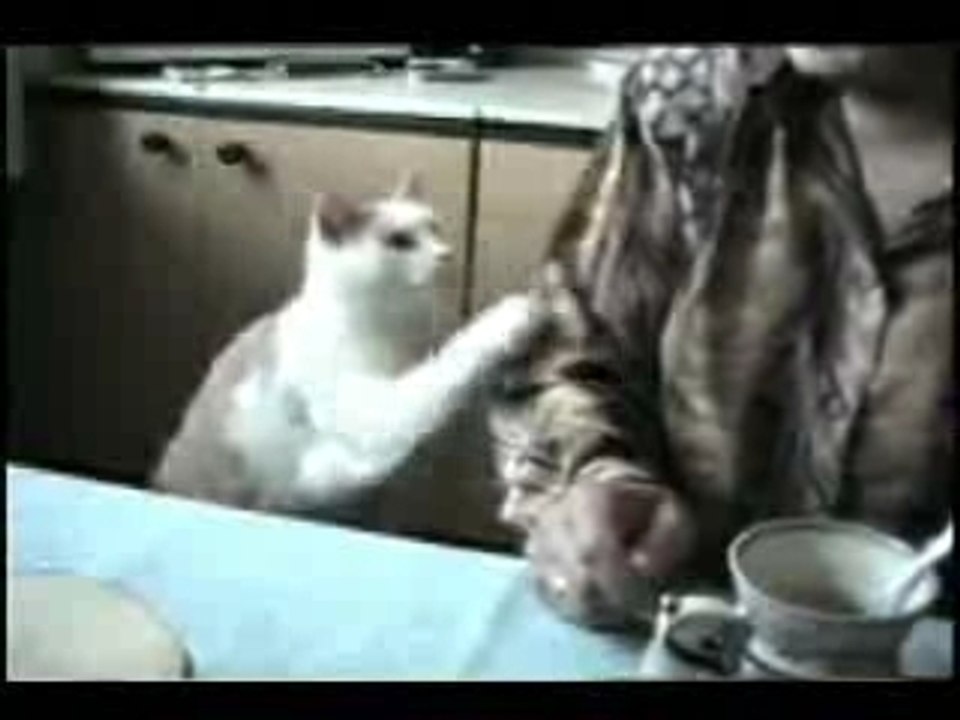 Zecchino o Felino d'oro?