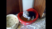 Dog pictures compilation