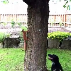 cache cache entre chien et écureuil